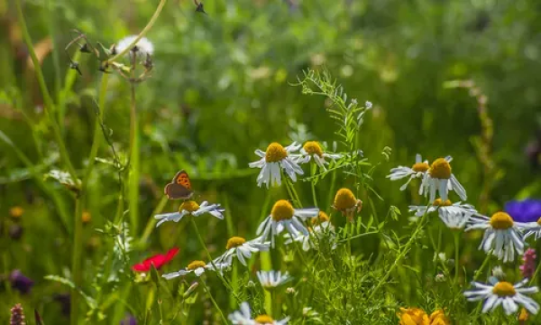 Biodiversity & Natural Capital